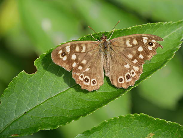 istock speckled wood on a green leaf 2240205899