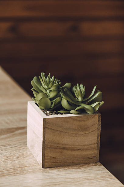 istock succulent plants arranged in wooden planter on rustic table during midday. closeup. 2240206062