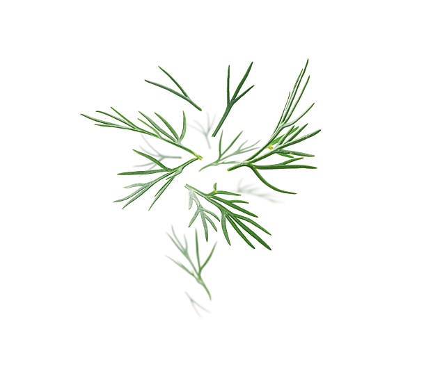 istock Green sprigs of dill levitate on a white background 2240206319