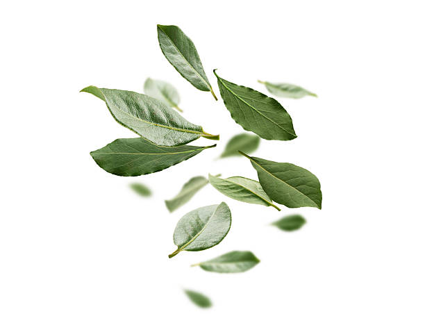istock Green Bay leaves levitate on a white background 2240206342