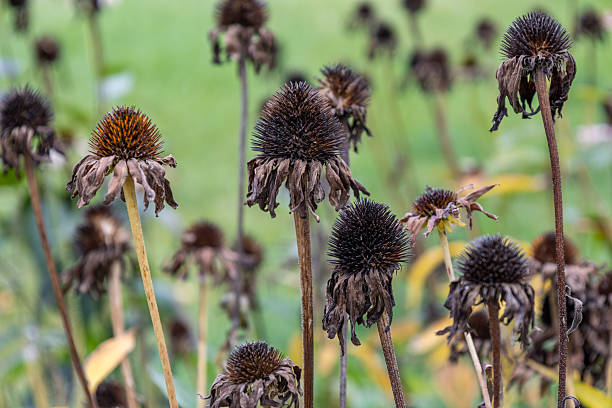 Close-up abstract autumn texture view of dry wilted purple coneflower seed heads in a garden, with defocused background. The seeds provide winter food for birds.