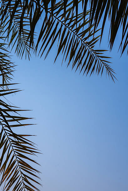 Minimalist shot of a palm tree and bright blue sky, perfect for travel, vacation, tropical tourism, or summer lifestyle concepts.