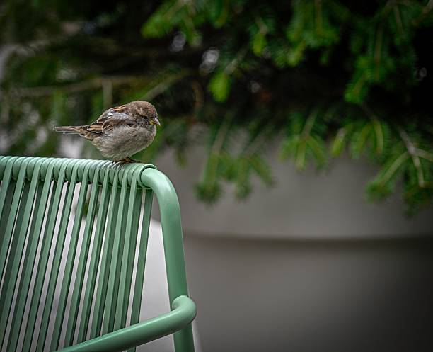 urban wildlife