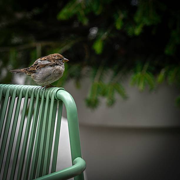 urban wildlife