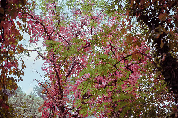 The arrival of autumn and its reddish colors