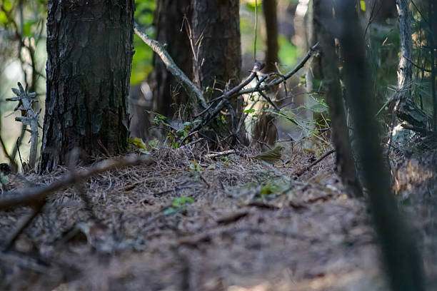 istock branches and leaves laid in the forest. 2240212674