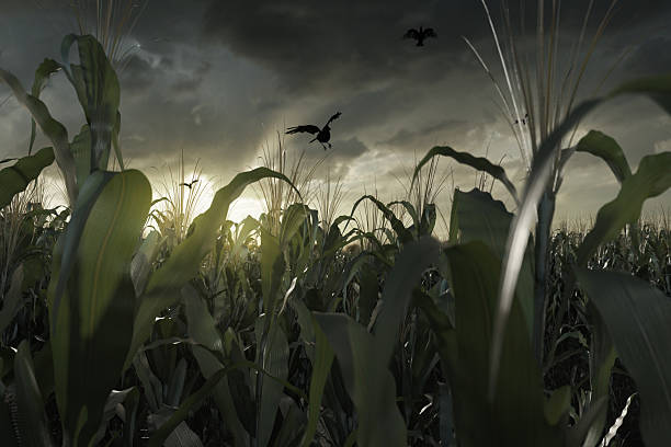 istock 3D Rendering of green corn field in front of dramatic sky and fl 2240213395