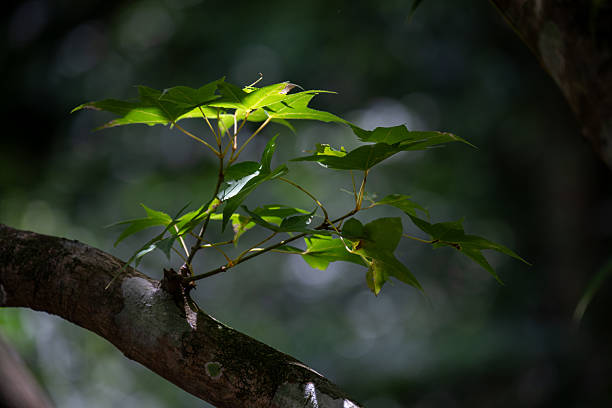 The strong backlighting technique is used to highlight the transparency of the leaves, the golden outline and the natural artistic aesthetic of the interweaving of light and shadow.