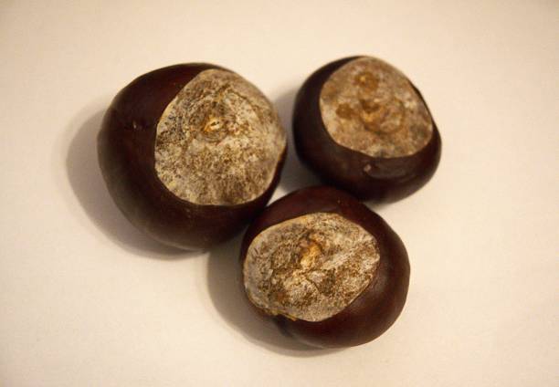 istock Three horse chestnuts on white background, close-up, copy space 2240215099