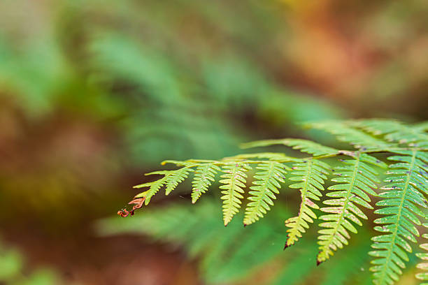 istock Fern with pastel background in the forest 2240215108