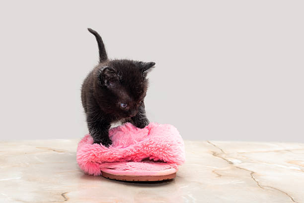 Small black kitten with blue eyes playing on a fur slippers, on smooth marble surface, concept of curiosity and pets.