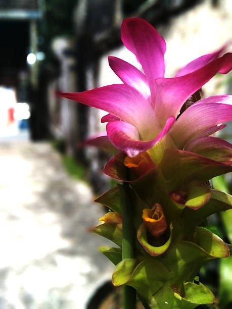 Close-up side view of a pink Curcuma flower blooming in natural sunlight. The soft focus background highlights the vibrant petals and unique green-yellow layers of the tropical plant. Perfect for concepts of nature, beauty, botany, tropical design, and floral backgrounds.