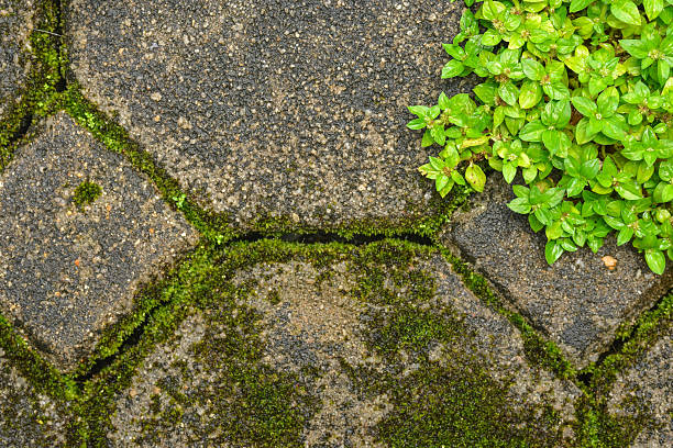 istock Small green leaves on dirty floor closeup 2240218411