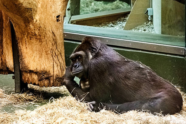 Very surprised (emotions) female gorilla opened her mouth, shock from what she saw, the life of monkeys.