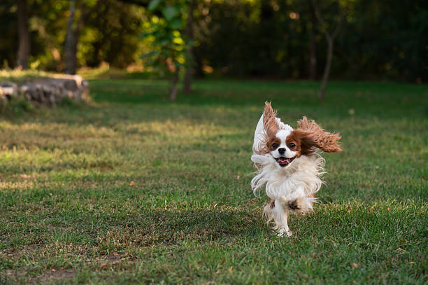 istock A Cavalier Spaniel runs after a ball on green grass 2240219996