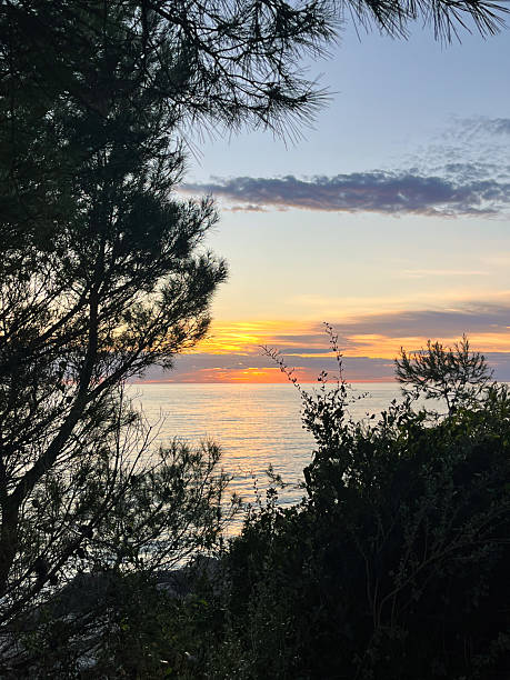 istock Golden Adriatic sunset framed by coastal vegetation 2240220019