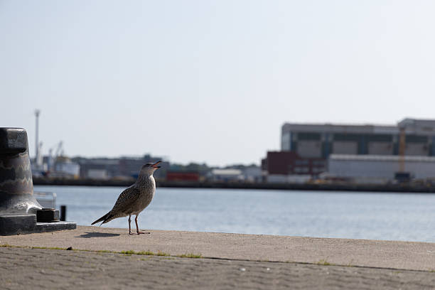 istock Seagull Perched on Urban Waterfront Promenade in Harbor Setting 2240220183