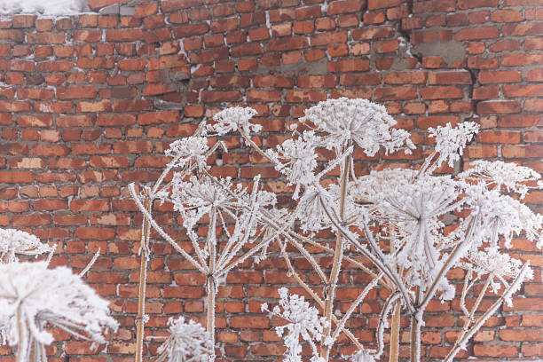 Frosted wild plants with intricate ice crystals in front of a weathered red brick wall, highlighting a serene winter atmosphere in nature.