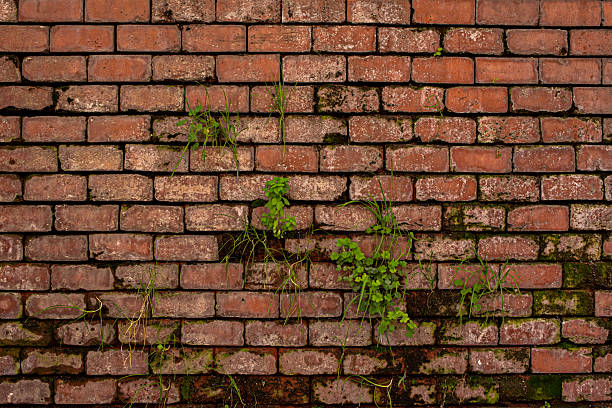 istock Clay brick wall deteriorated by moisture with some scum and weeds growing 2240222261