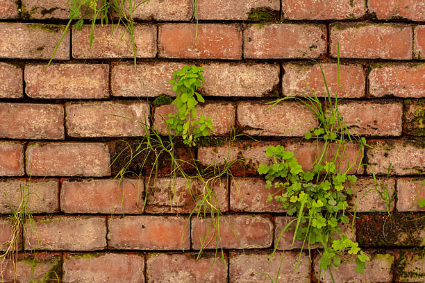 istock Old clay brick wall with weeds growing between cracks and grooves. Vector wall texture vintage background 2240222265