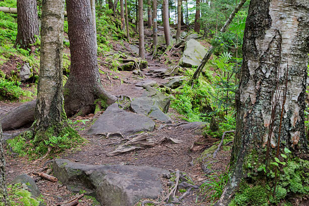 istock Tourist pathway in forest on mountain slope in overcast day 2240222315