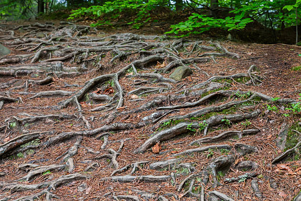 istock Exposed roots in forest on mountain slope in overcast day 2240222331