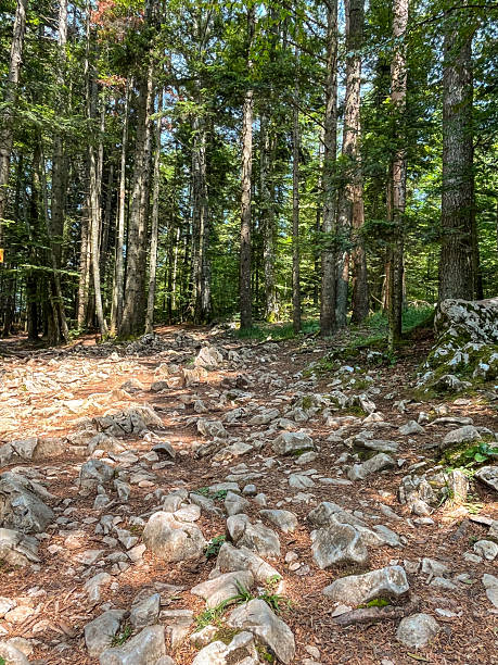 istock Rocky hiking trail winding through a dense green forest with sunlight filtering through trees 2240222707