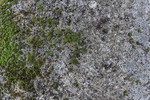 Mosses are bryophytes, and are non-vascular plants