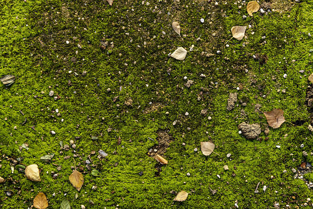 A mossy concrete surface with fallen tree leaves and loose pebbles