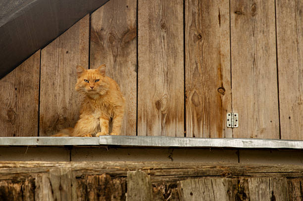Red cat is isolated on white background. Isolated animal