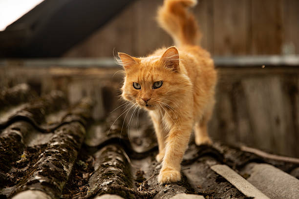 istock A rustic ginger cat on a wooden roof 2240223642