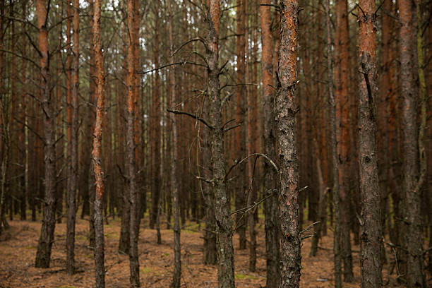 Dense spruce plantings, a path between rows of pine trees in a dense forest. Dark forest landscape with soft light and earthy tones. Wildlife, Mystical Autumn Forest
