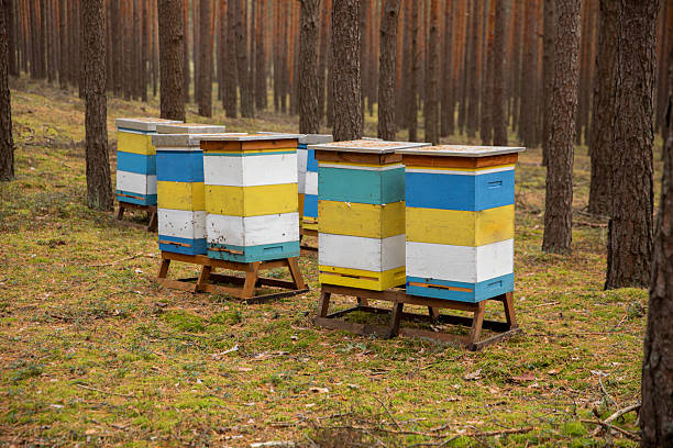 Colorful beehives in a pine forest. Beekeeping in spring and fall. Several wooden beehives, painted blue, yellow, and white, stand among tall, straight pine trees. Beekeeping, organic honey production, sustainable agriculture, and the natural environment. A peaceful rural landscape in early spring or fall.