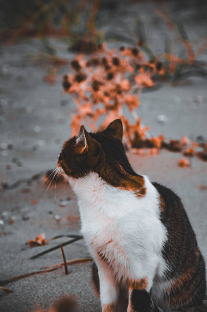 Close-up, vertical shot of a domestic calico cat sitting on the ground, looking up and away. The background features strong bokeh and blurred orange plants against a desaturated gray environment, highlighting a striking teal and orange cinematic color grade.