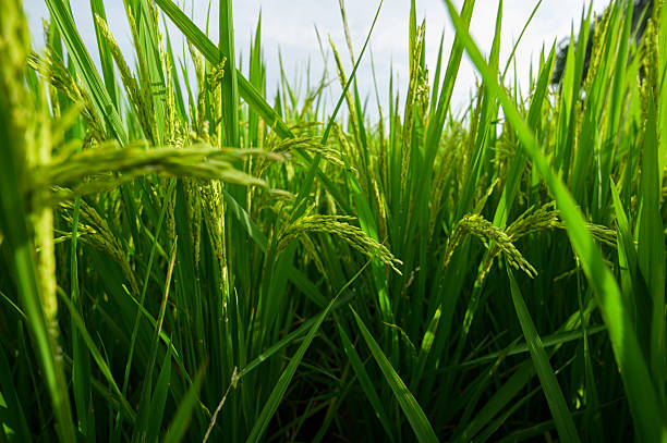istock Lush Green Rice Fields Under Clear Sky in Agricultural Landscape 2240226252
