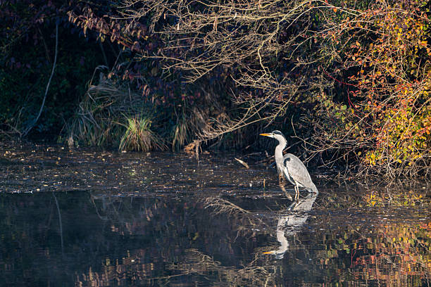 istock Grey heron reflected in calm water surrounded by colorful autumn foliage 2240226814