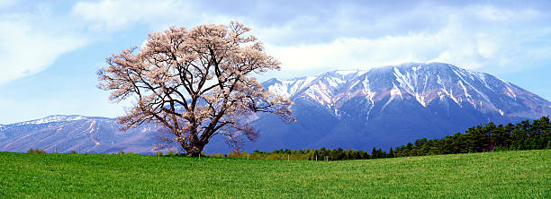 istock Solitary Cherry Tree and Iwate mountain in Spring. 2240227272