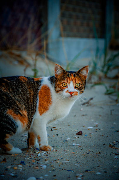 A beautiful stray calico or tortoiseshell cat stands on a sandy beach covered in shell fragments. The feline looks directly into the camera with piercing golden eyes. The background is dark and moody.