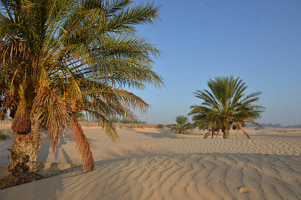 istock Palm trees and sand dunes in the Tunisian desert 2240228453