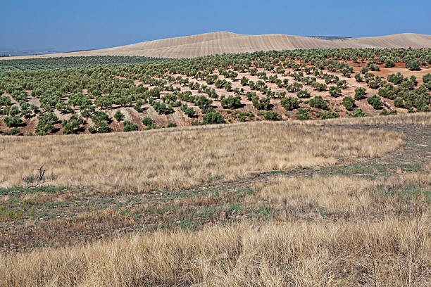 Large olive tree garden