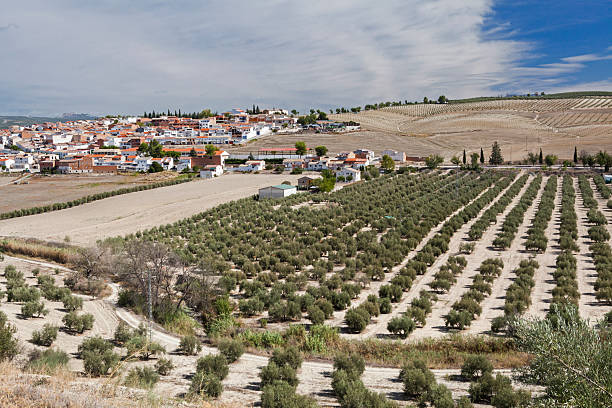 Olive Grove in Osuna, Seville Province, Andalusia, Spain