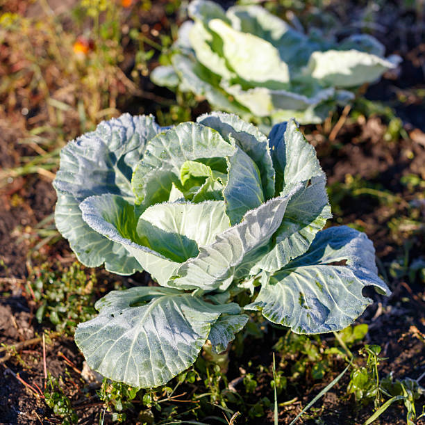 A large head of cabbage is growing in a garden. The leaves are green and the head is covered in frost