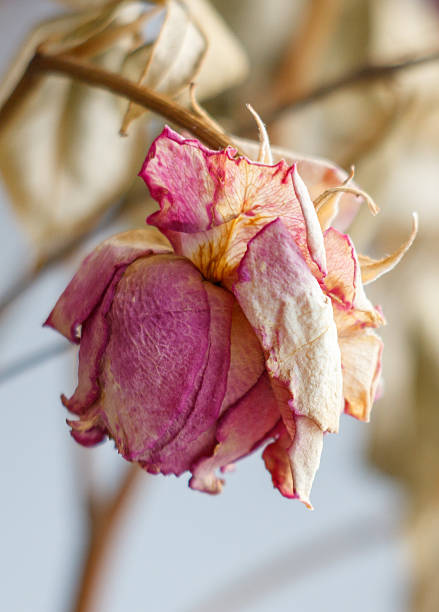 A flower is wilted and dried up. It is pink and has brown tips. The stem is brown and the flower is on a branch