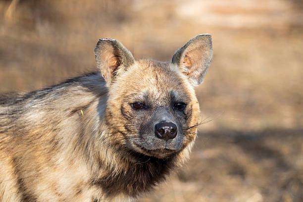 istock Striped hyena portrait 2240232085
