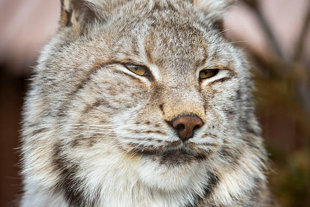 istock Portrait of a lynx 2240232086