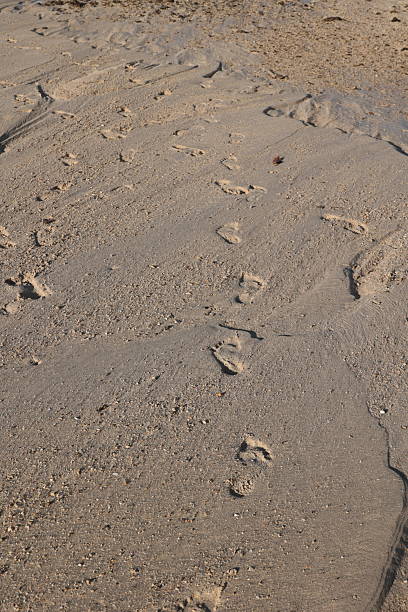 istock Human barefoot footprints in smooth sand on a beach shaped by the tid 2240234293