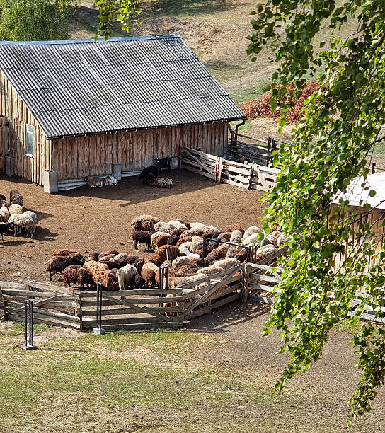 Flock of animals on a farm separated with wooden fence, wooden barn in the background.