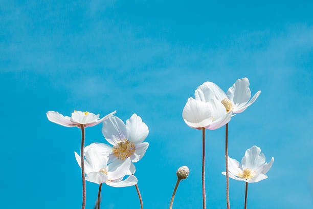 delicate white flowers stand tall, reaching towards vibrant azure sky. scene captures beauty nature on warm sunny day, providing peaceful atmosphere. close up.