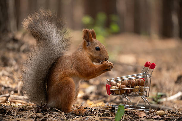 istock A red squirrel holds an acorn while standing next to a small shopping cart filled with nuts. The scene is set in a forest with fallen leaves on the ground. 2240237070