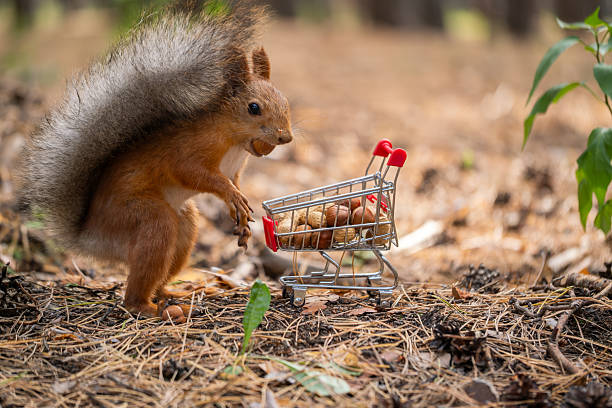 istock A red squirrel pushes a small shopping cart filled with nuts through a forest floor covered in pine needles and leaves. 2240237073